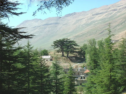 Cedars